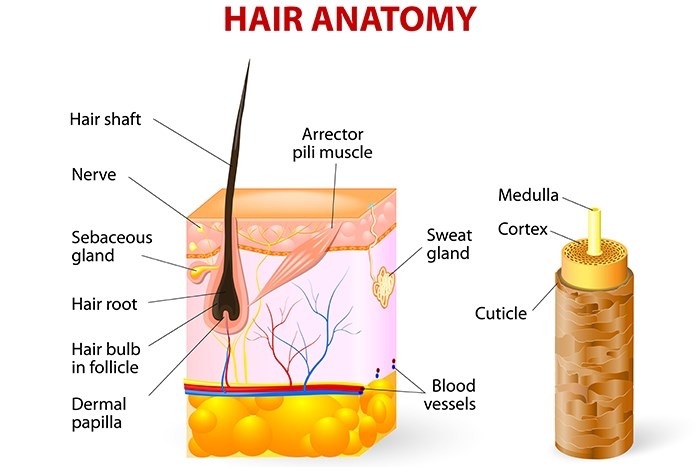 Learn the Science of Curly Hair | Paramount Beauty