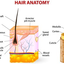 Learn the Science of Curly Hair